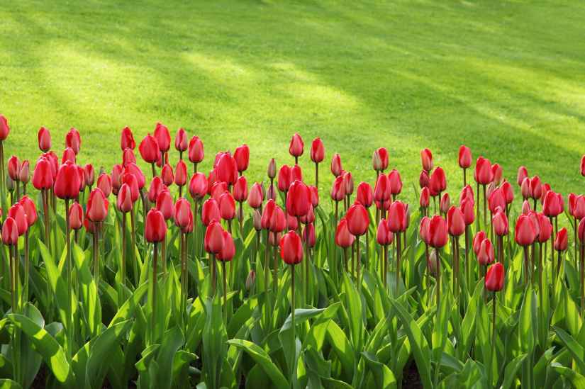 tulips-bloom-blossom-colorful-47313.jpeg